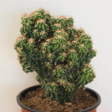 Cereus peruvianus monstruoso